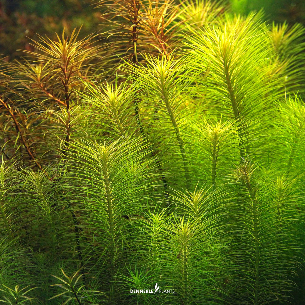 Dennerle plants - Pogostemon deccanensis