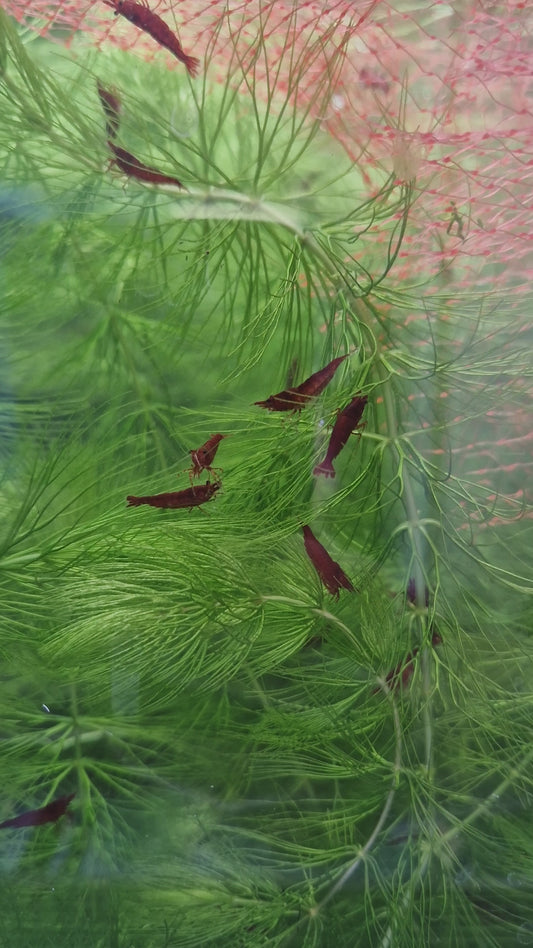 Bloody Mary shrimp