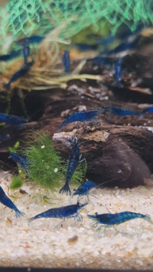 Blue diamond cherry shrimp