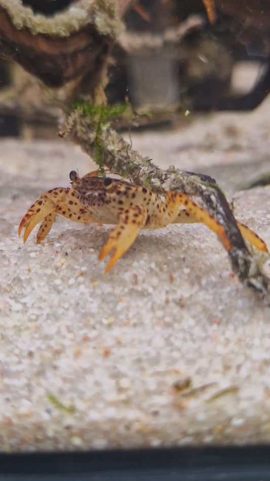 Panther crab
