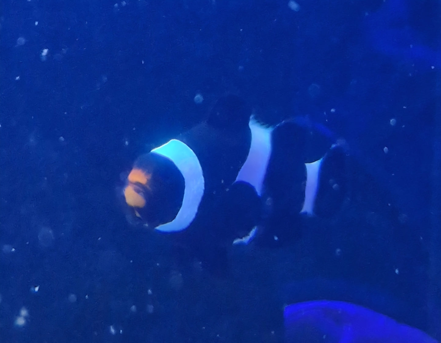Onyx clownfish