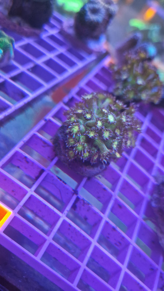 Glitter goni frag