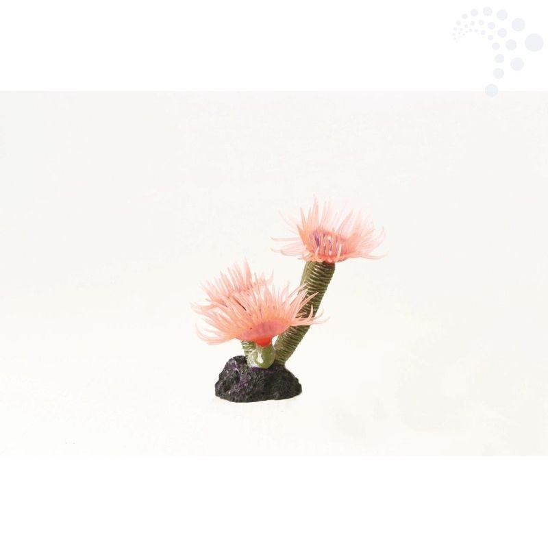 Natureform coral feather duster pink sabellastarte sp