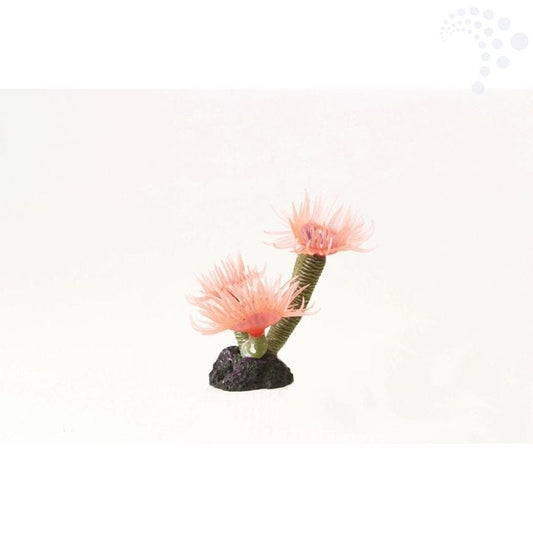 Natureform coral feather duster pink sabellastarte sp