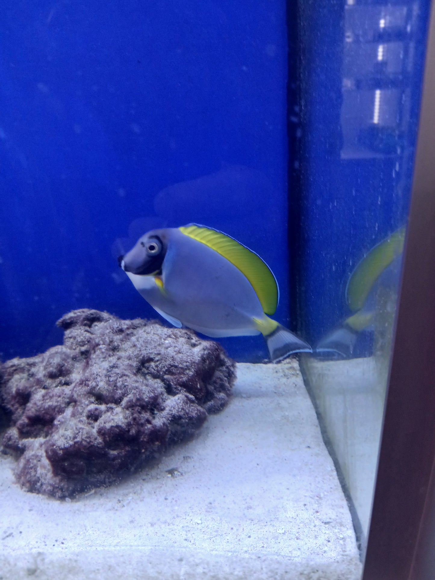 Large Powder blue