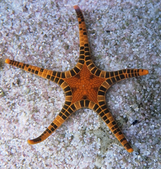 Red icon starfish