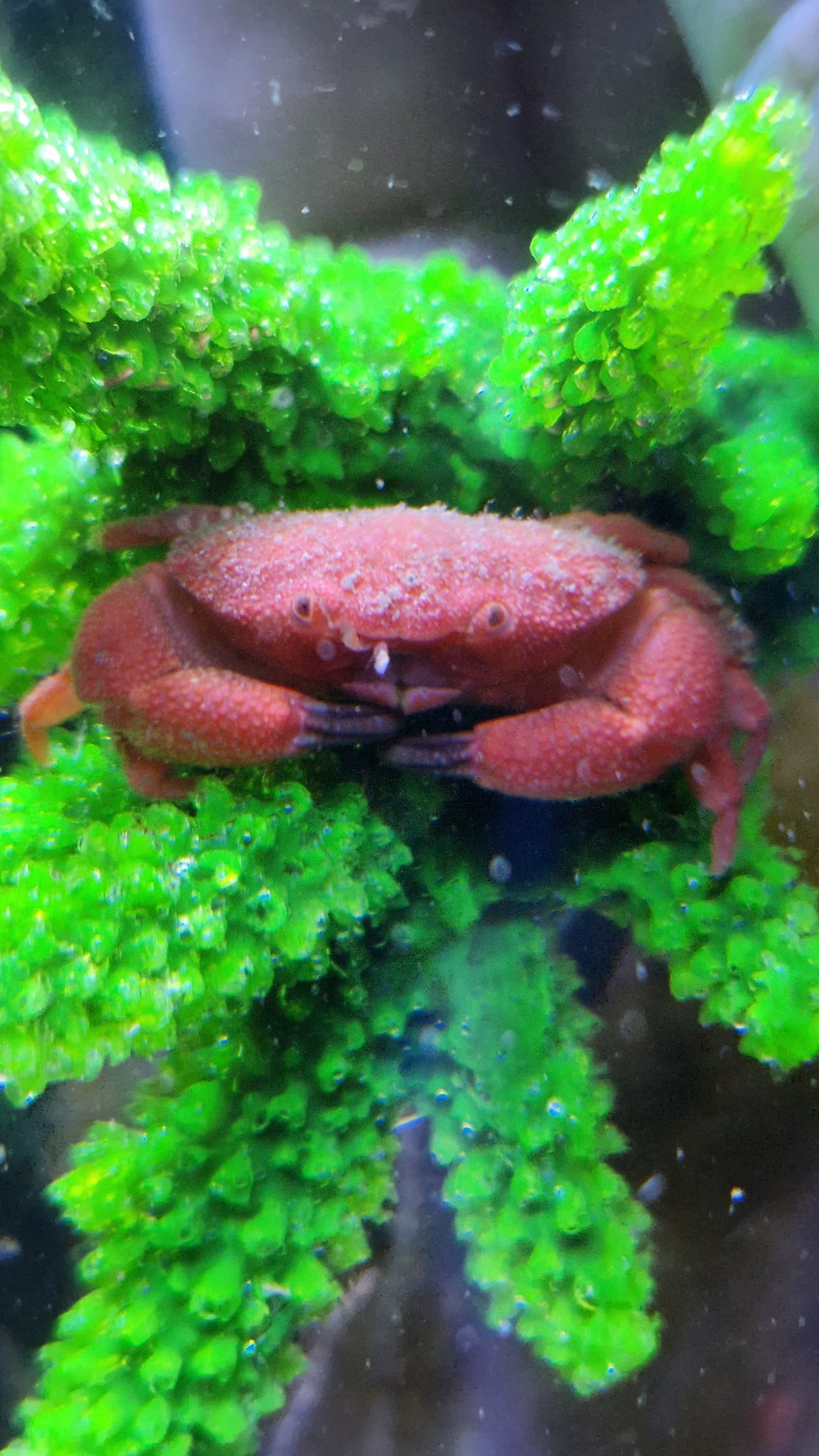 Strawberry crab