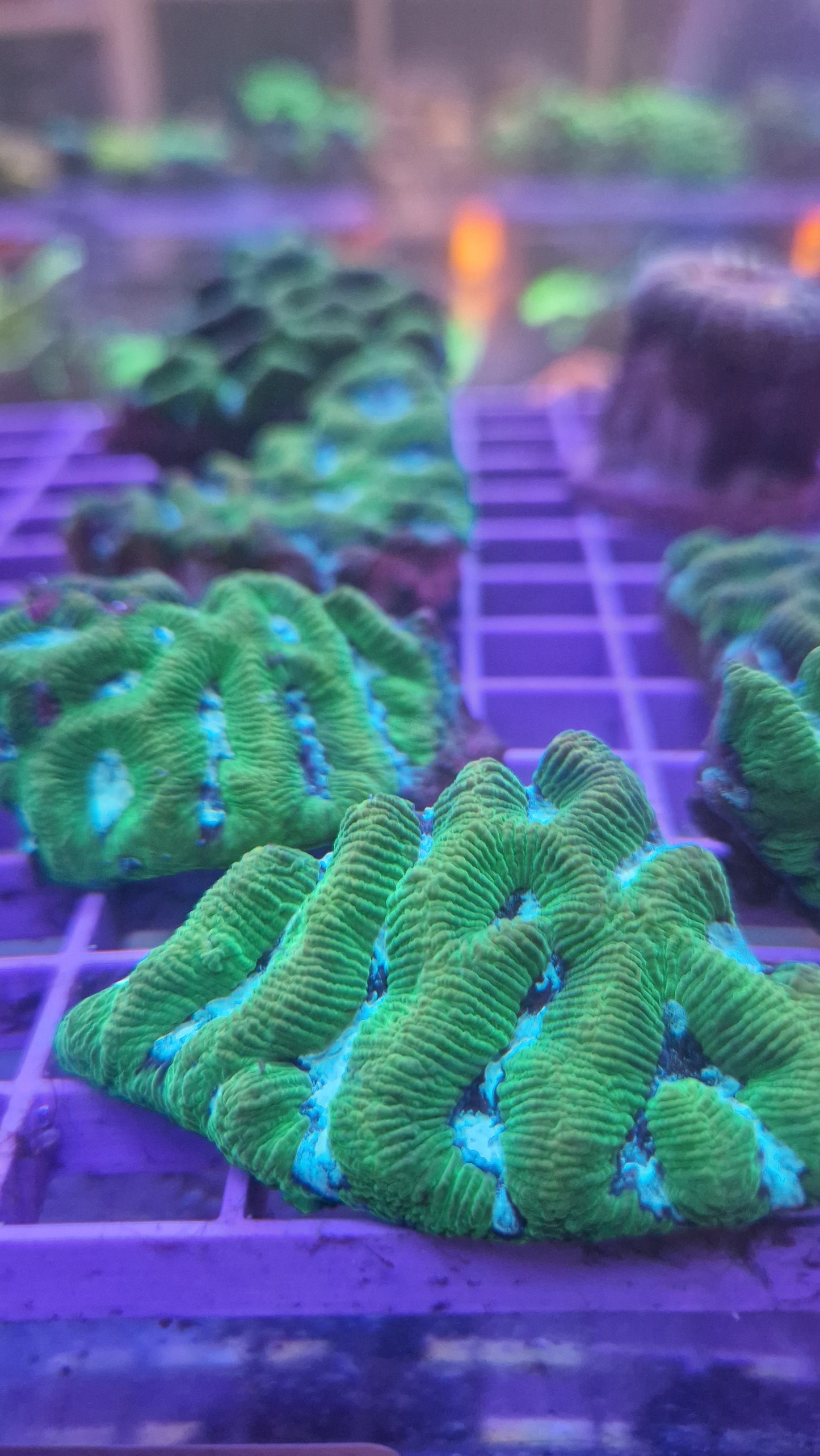 Blue/Green Maze frag