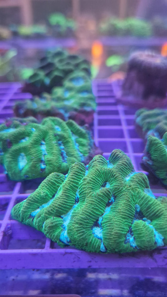 Blue/Green Maze frag