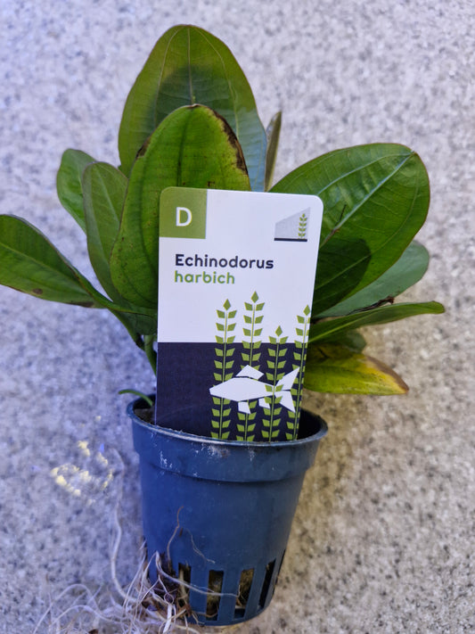 Echinodorus harbich