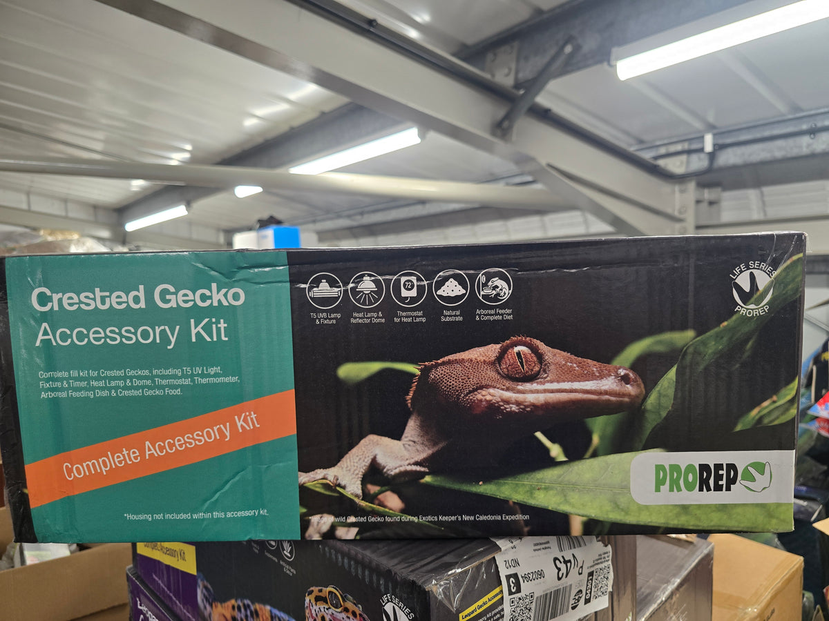 PR crested gecko accessory kit
