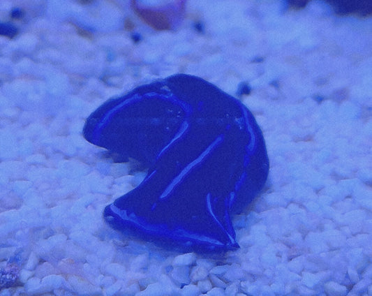 Neon blue velvet slug