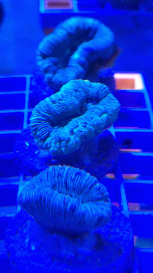 Trachyphyllia mini