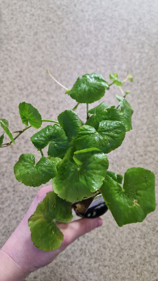 Hydrocotyle leucocephala - potted plant
