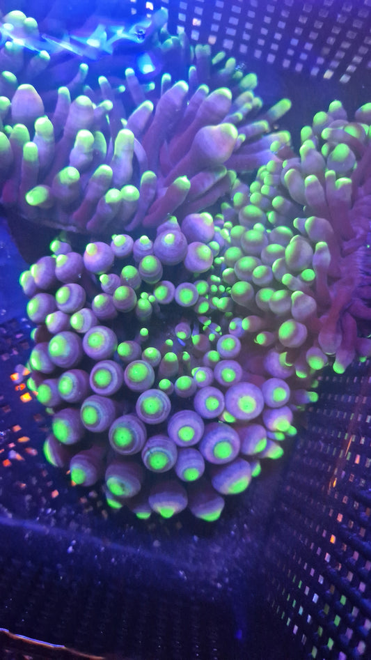 Neon Green tip bubble Anemone