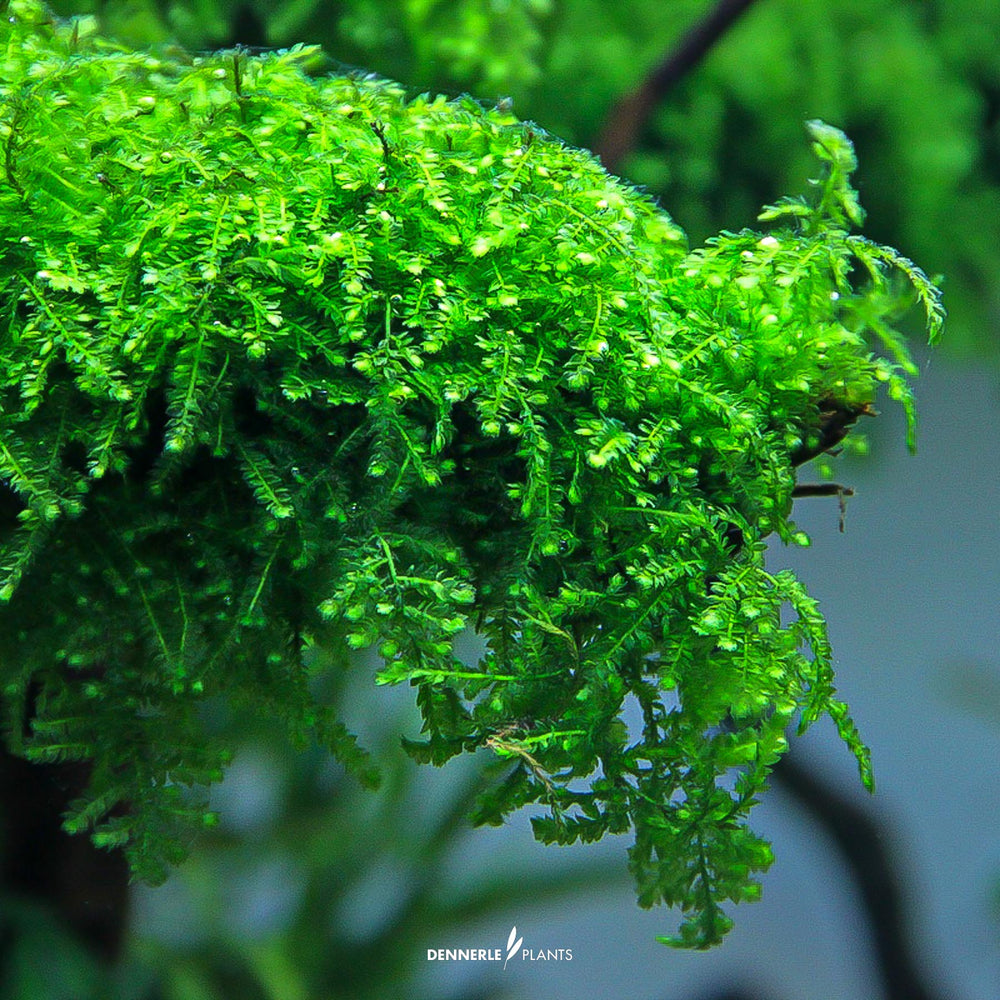 Dennerle plants - Vesicularia ferriei 'Weeping Moss'